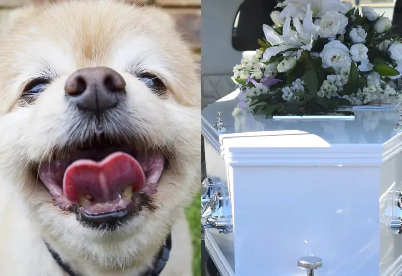 lomito_cae_fosa_en_pleno_funeral