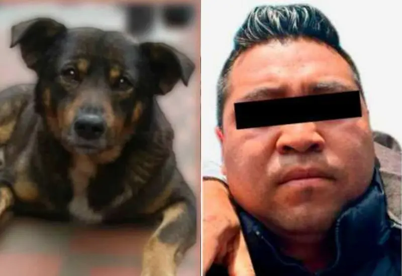 condenan_sujeto_arrojo_perrito_cazo