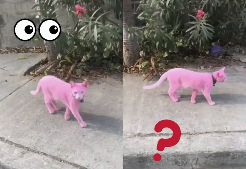 michi-pintado-rosa
