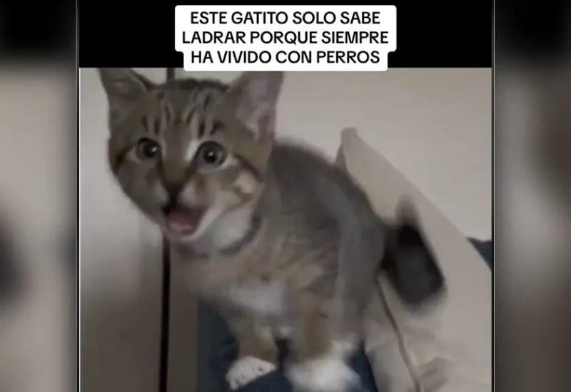 gatito_aprende_a_ladrar