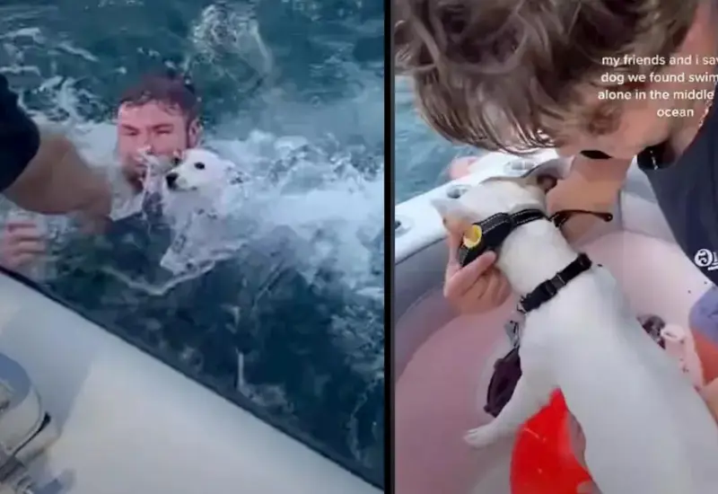 lomito_rescatado_en_el_mar
