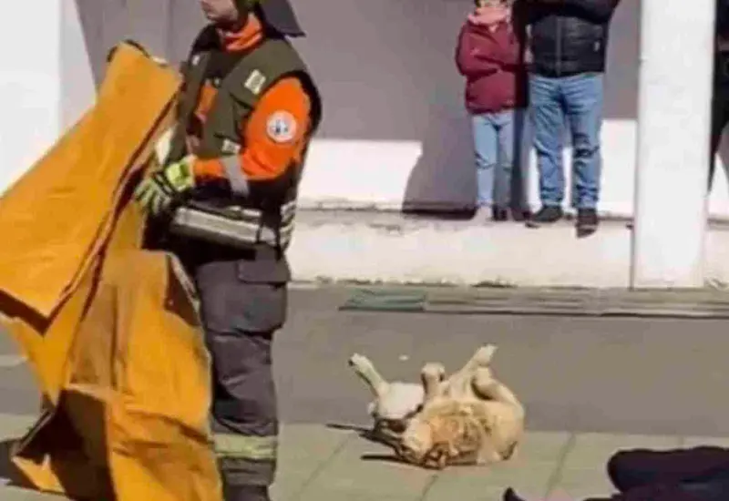 perrito_se_hace_el_muertito