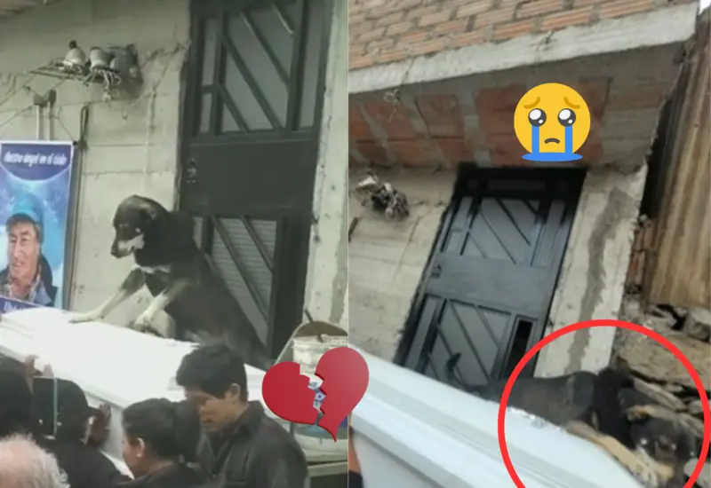 perro-ataud-acostado