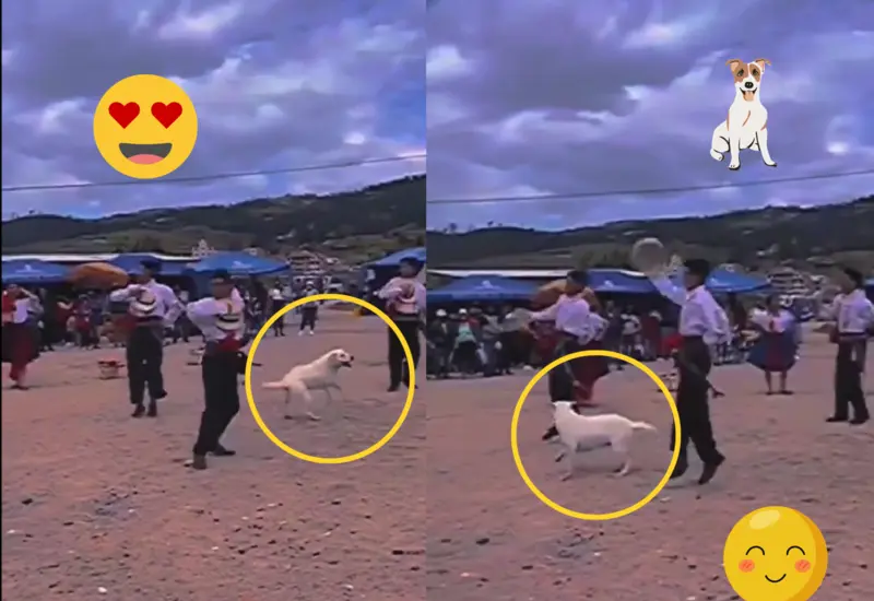 perro-bailando