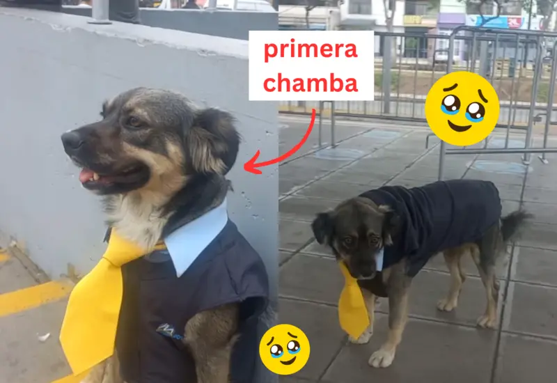 perro-estacion-autobuses