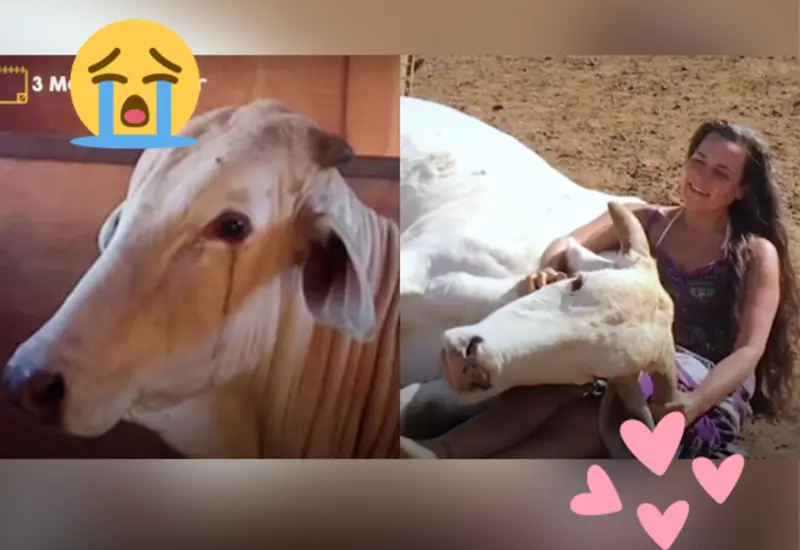 Toro rescatado