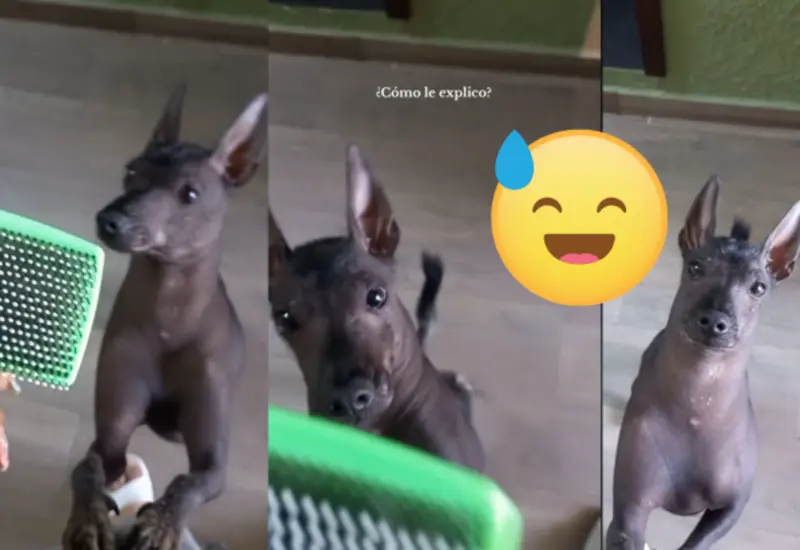 xolo-peinado