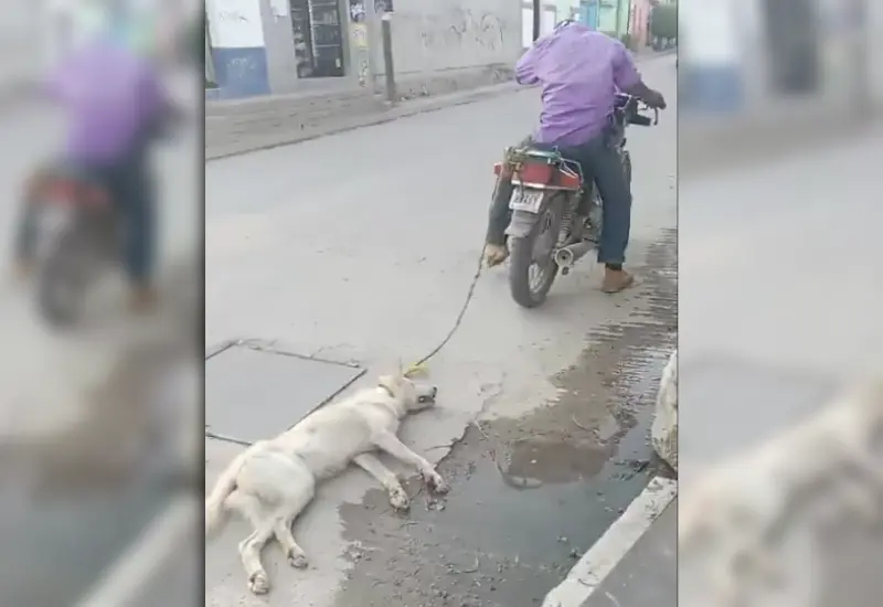 arrastran_perrito_moto_soledad_etla