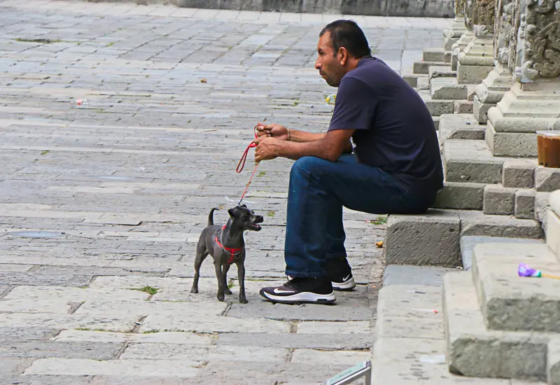 Mascota