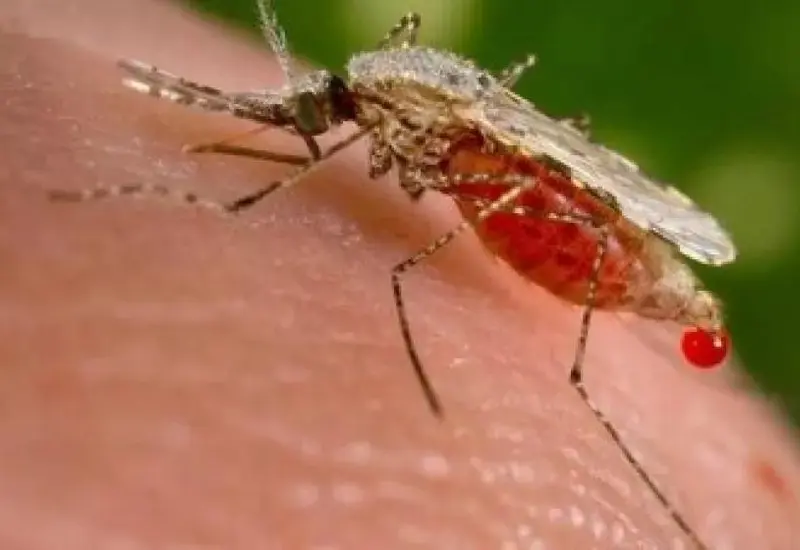 Mosquito