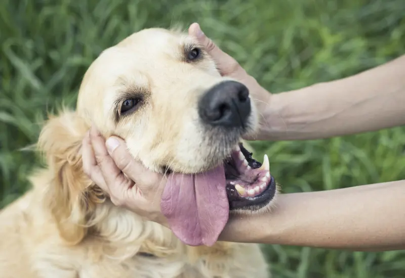 denuncian_as3sinato_de_dos_perros
