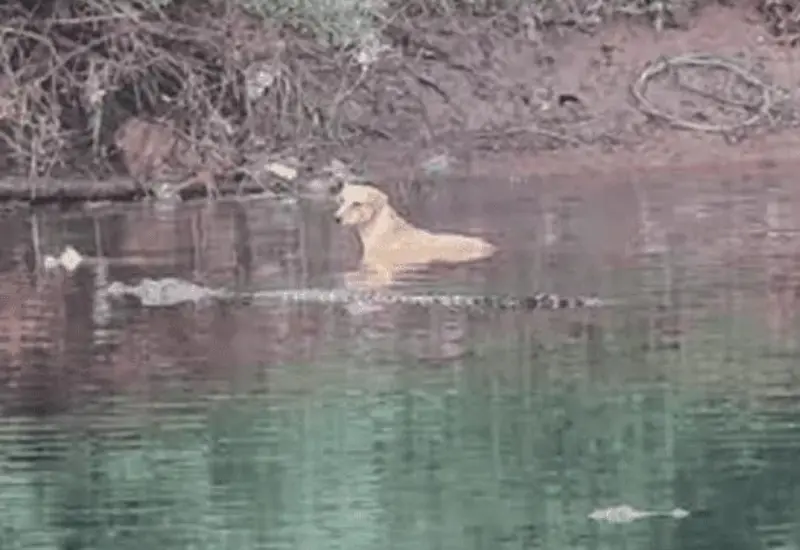 cocodrilos_ayudan_perro_en_rio