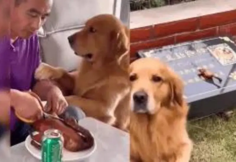 lomito_lleva_carne_tumba_amigo