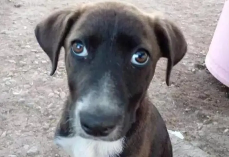 reportan_9_casos_maltrato_animal_mixteco