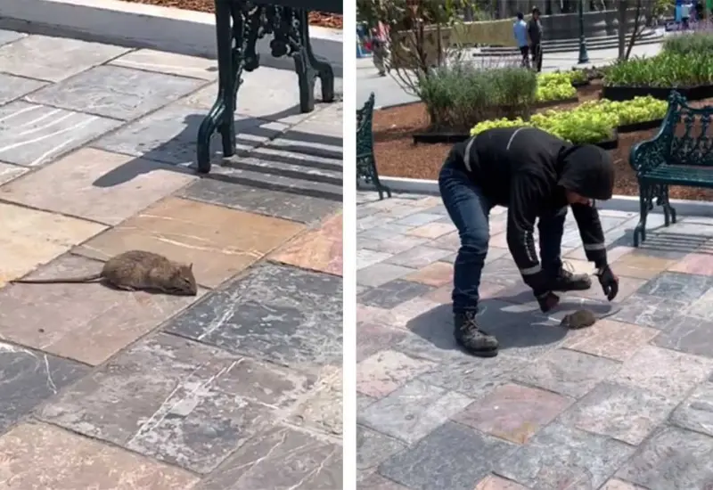 joven_adopta_rata_del_parque