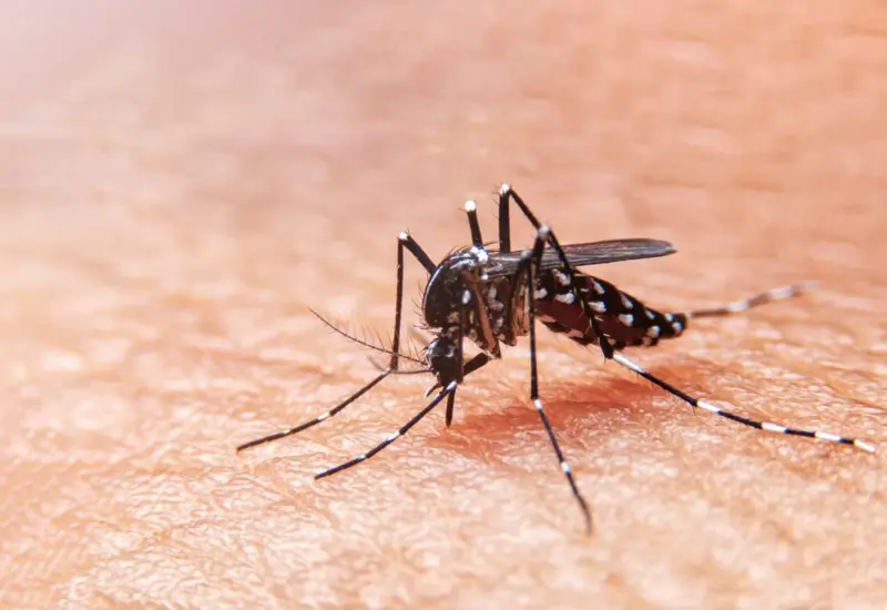 mosquito-dengue