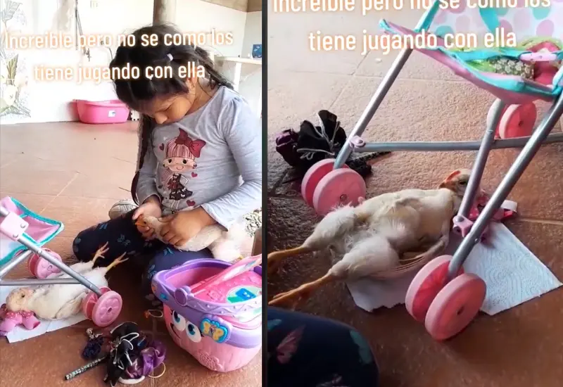 niña_juega_con_pollos