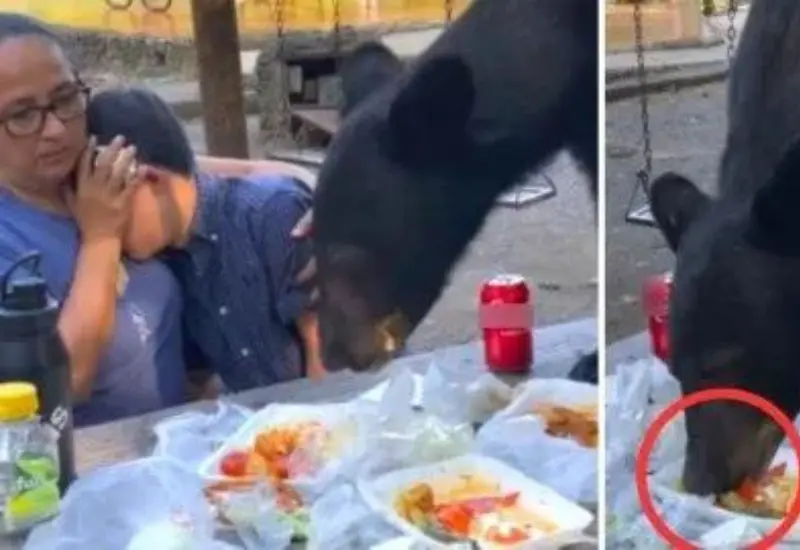 oso_devora_comida_de_familia