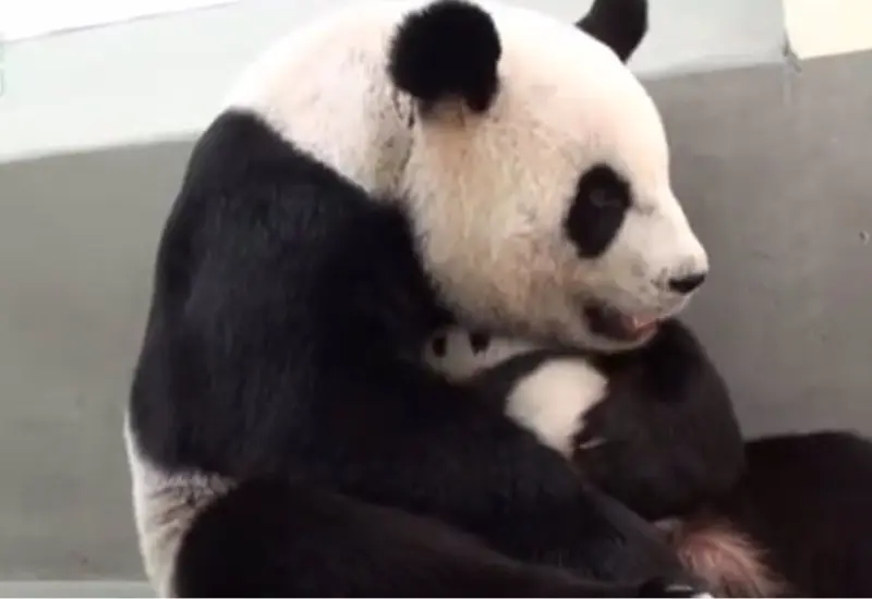 panda_madre_reencuentra_cria