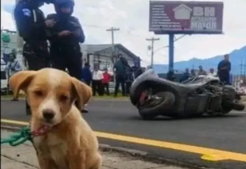 perrita_quda_hu{erfana_humana_muere