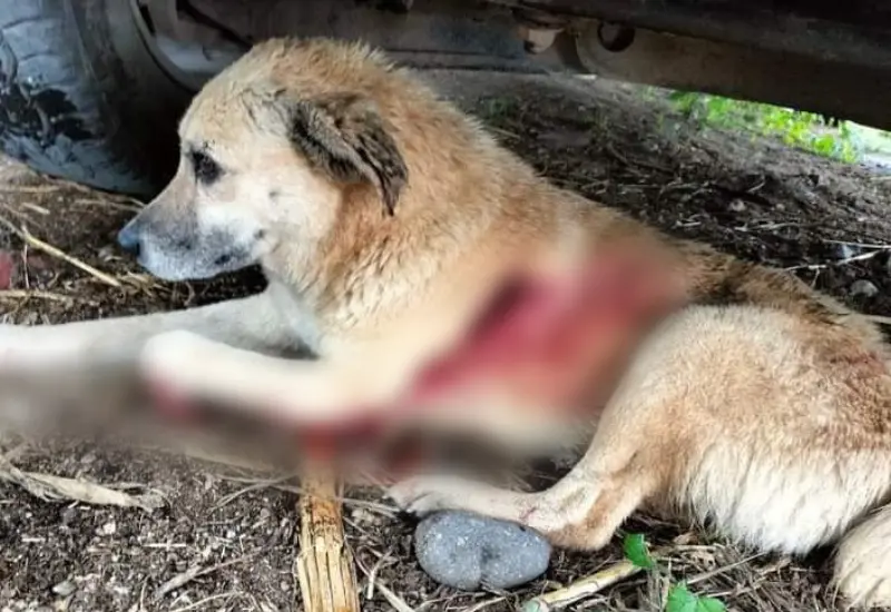 perro-disparado-herido
