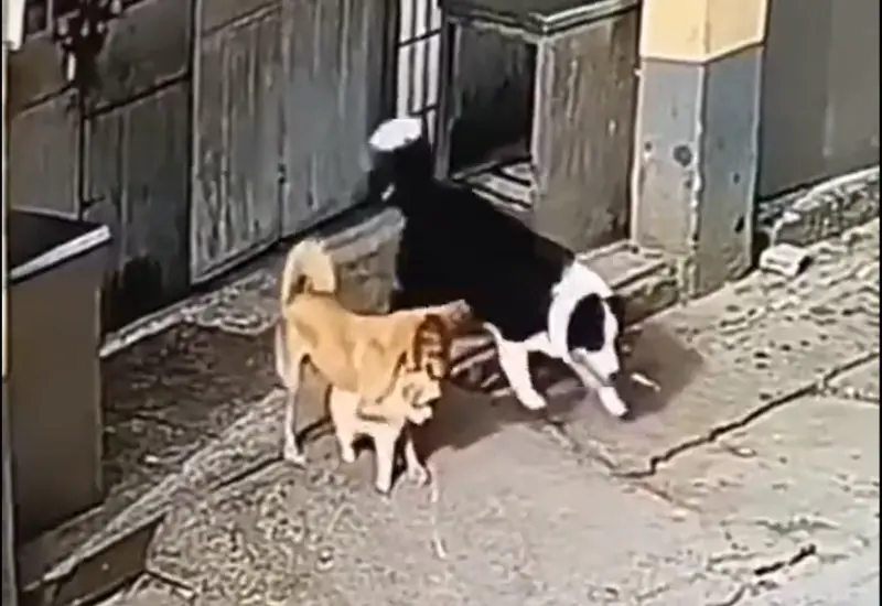 lomito_cubre_a_cachorro