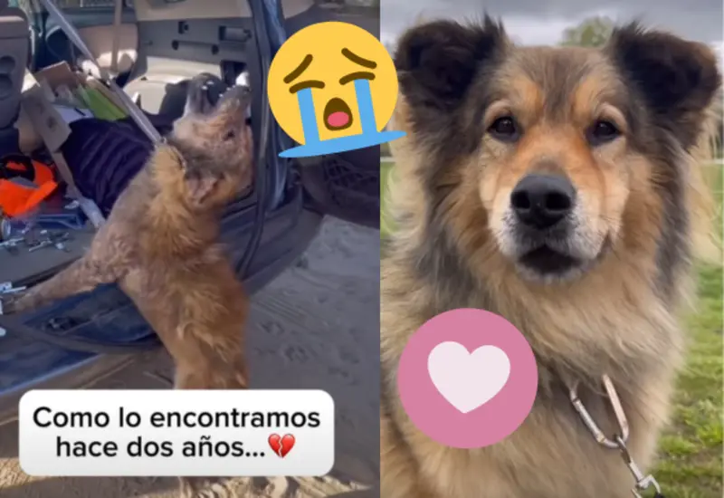_ perro-encontrado-portada
