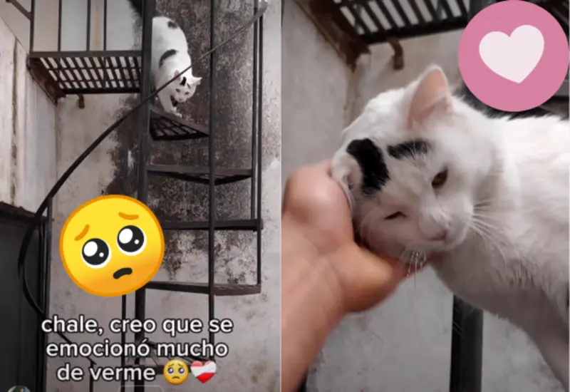 _gato-encuentro-portada