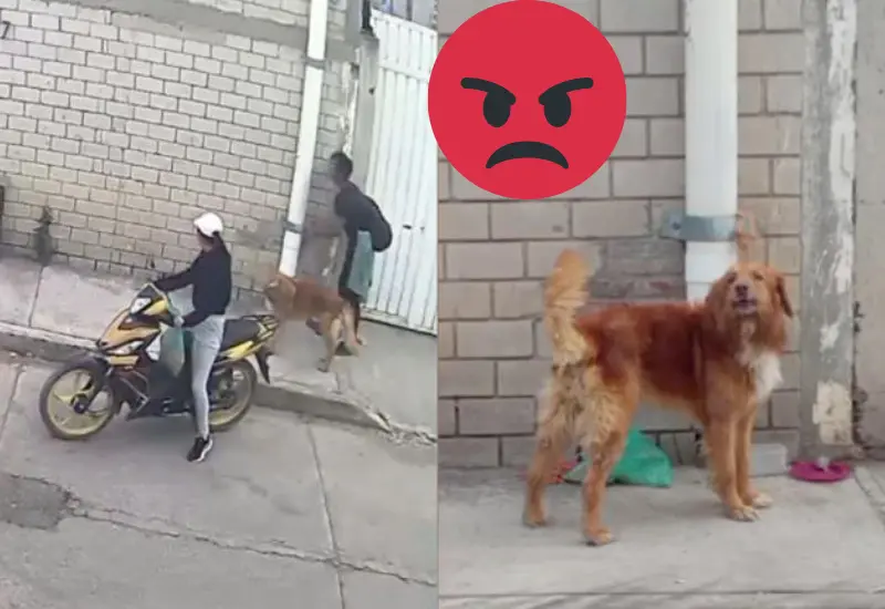 captan_pareja_abandona_perrito_calle