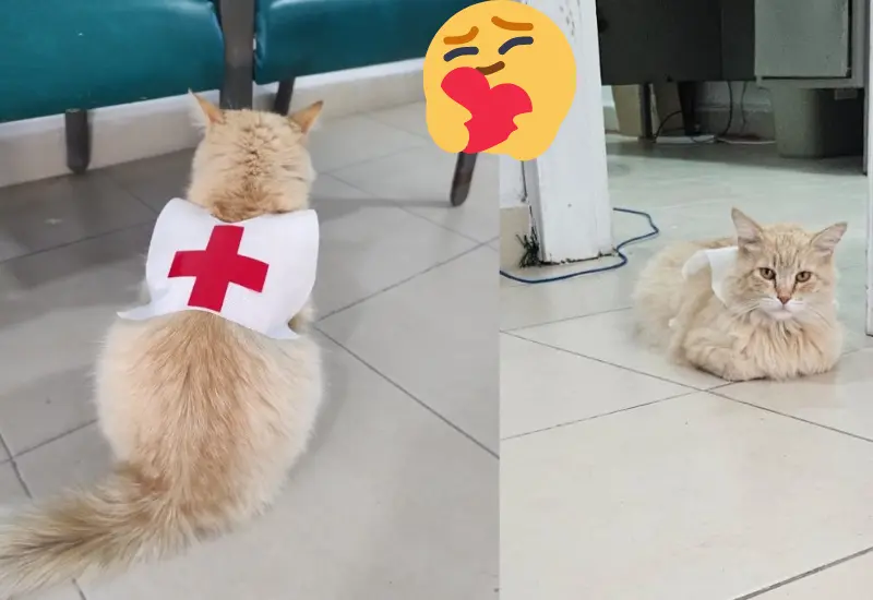 cruz_roja_adopota_gatita_miauricia