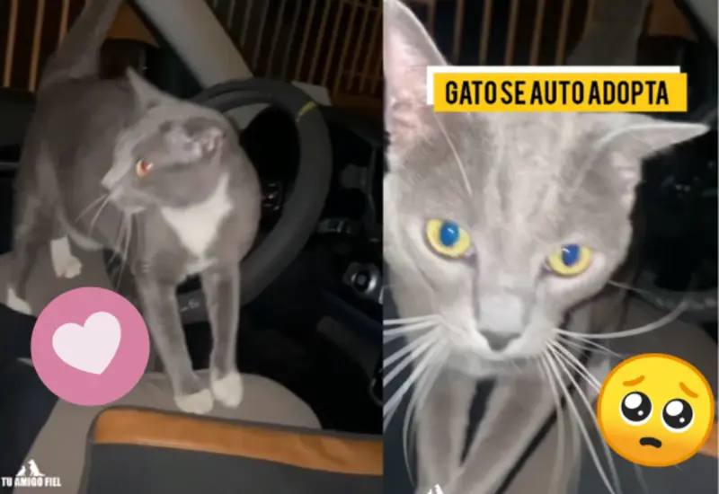 autoadoptados-portada