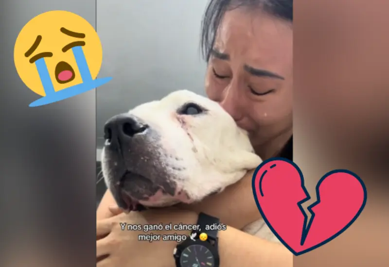 cáncer-perro-portada