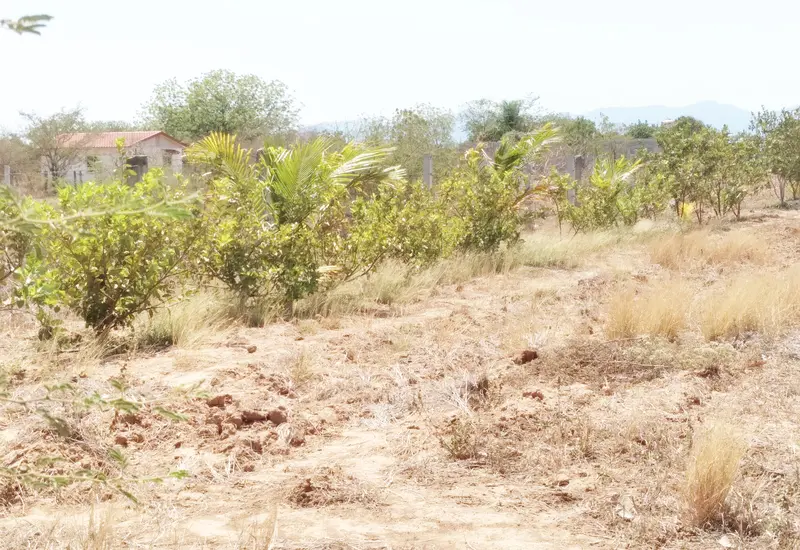 campo-oaxaca