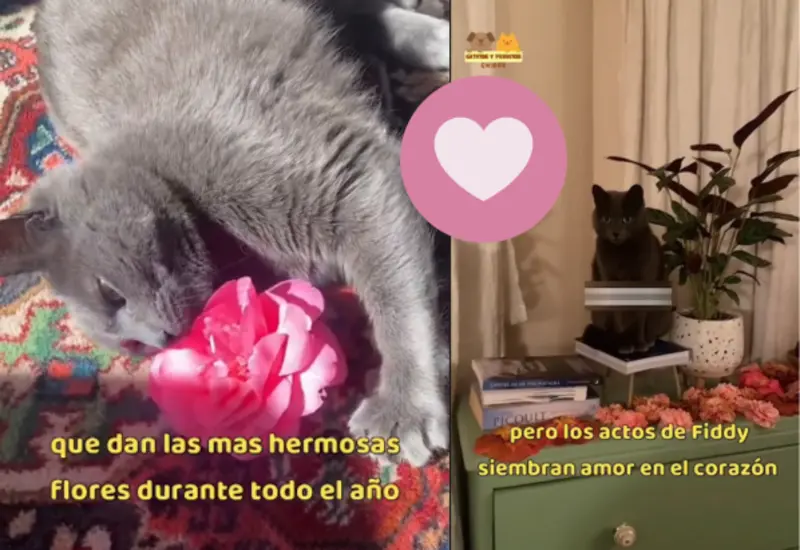 flores-gato-portada