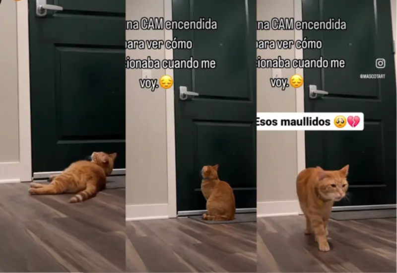 gato-camara-portada