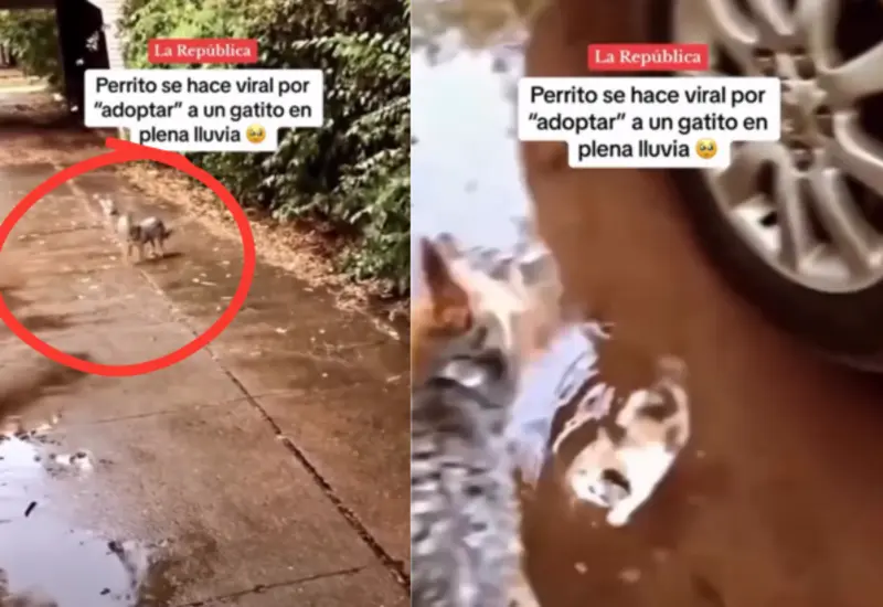 gato-perro-portada