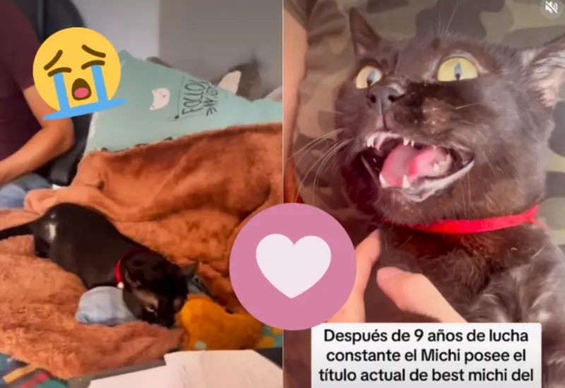gato-protesis-portada