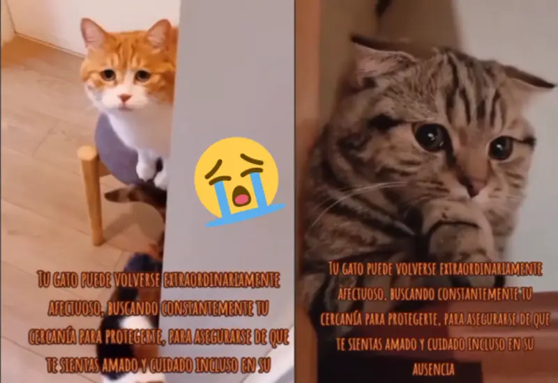 gato-s-portada