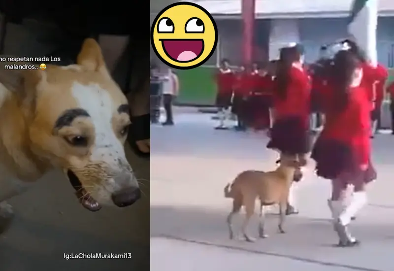 perro_participa_escolta_escuela