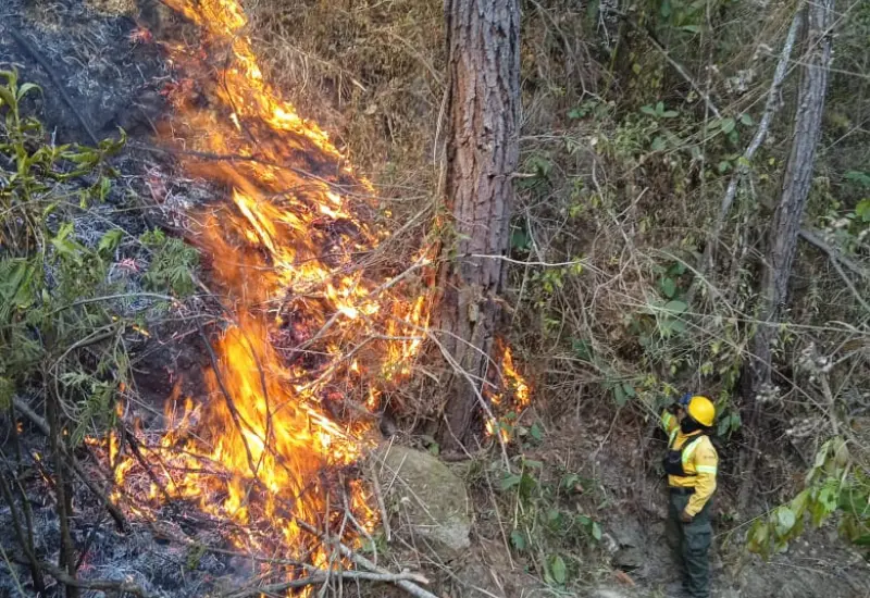 liquida_coesfo_incendio_forestal_loxichas