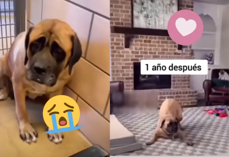 lomito-adoptado-portada