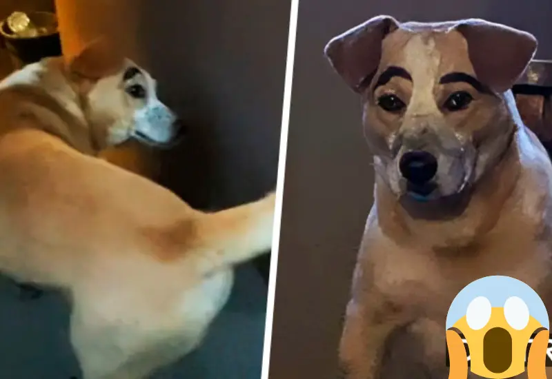 malandros_pintan_cejas_lomito