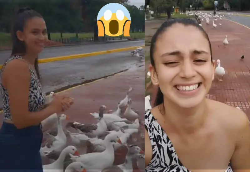 alimenta_gansos_reaccionan_mujer