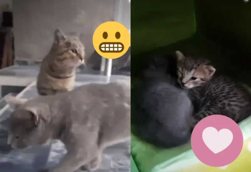 novia-gato-portada
