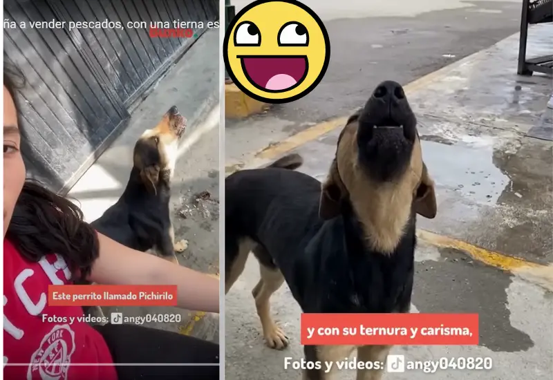 lomito_ayuda_vender_pescado_dueña
