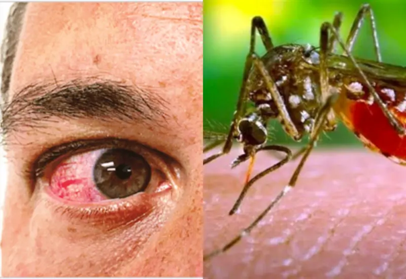 portada-zika