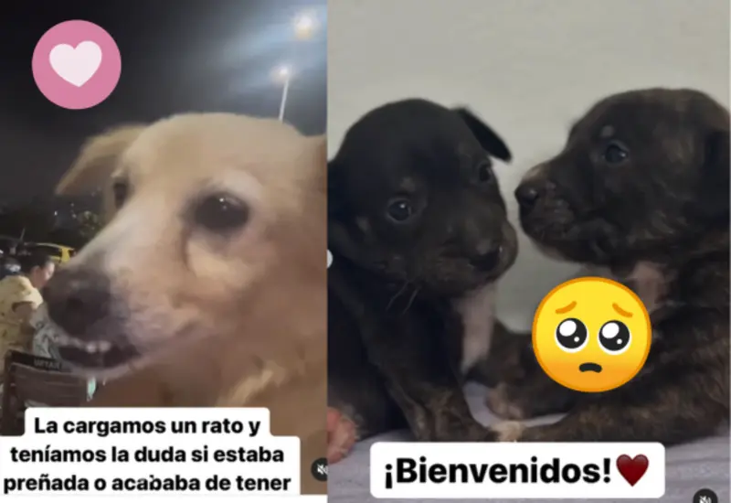 rescatados-portada