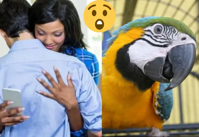 aves_revelan_infidelidad_esposa