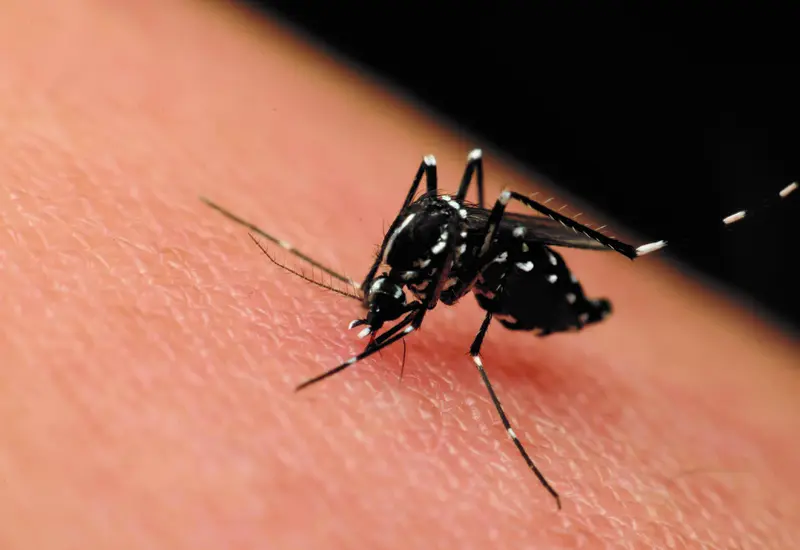 zika-oaxaca