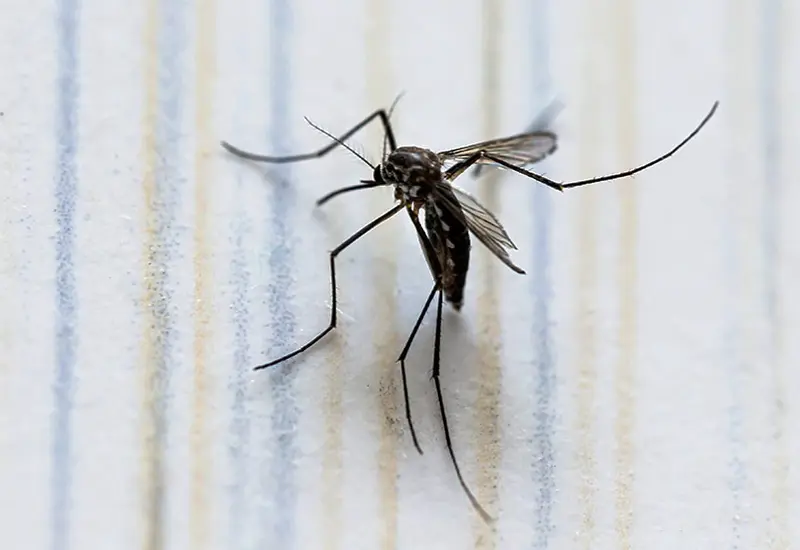 dengue